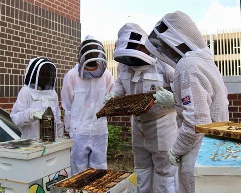 Youth of Black Bee Honey working on their bee hive to harvest honey for their product