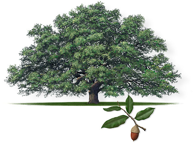 live_oak_sa.jpg