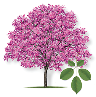 tabebuia-ipe-2.png